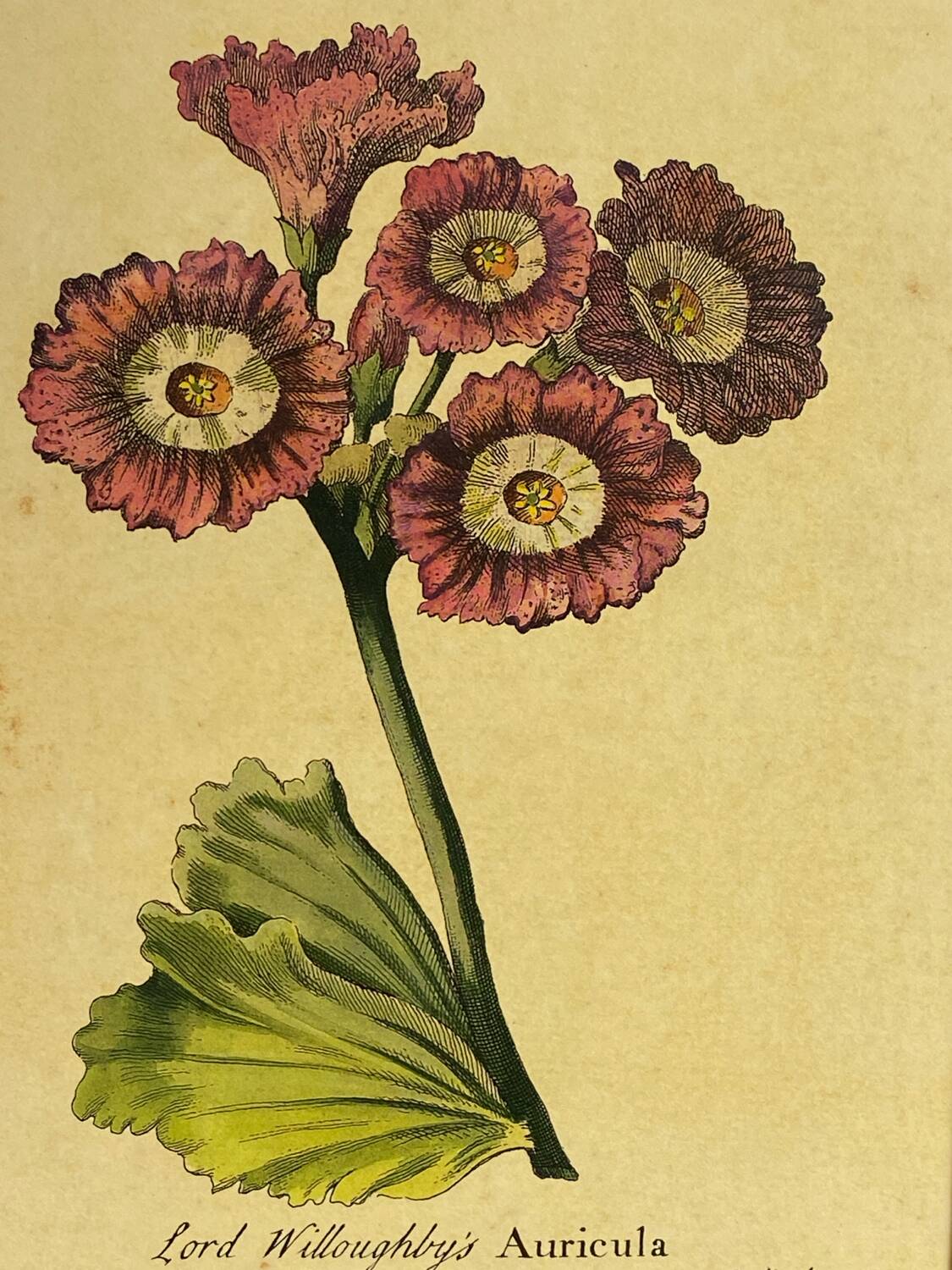 Botanical poster Auricula, after J.Duke