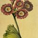 Botanical poster Auricula, after J.Duke