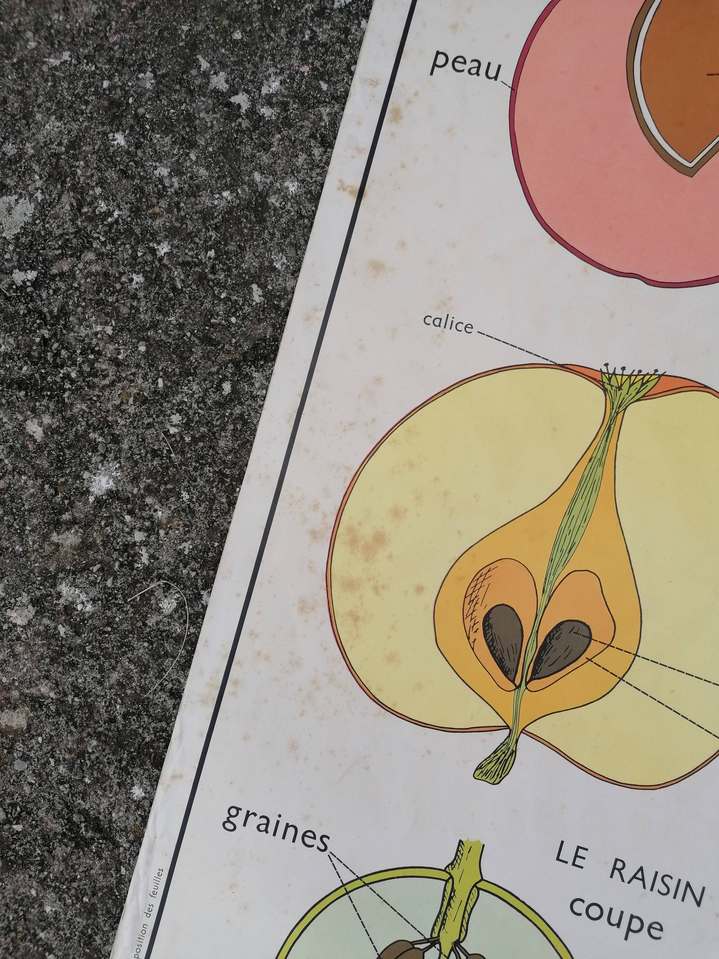 Rossignol educational poster: "Arrangement of leaves and fruits".