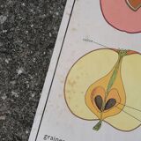 Rossignol educational poster: "Arrangement of leaves and fruits".