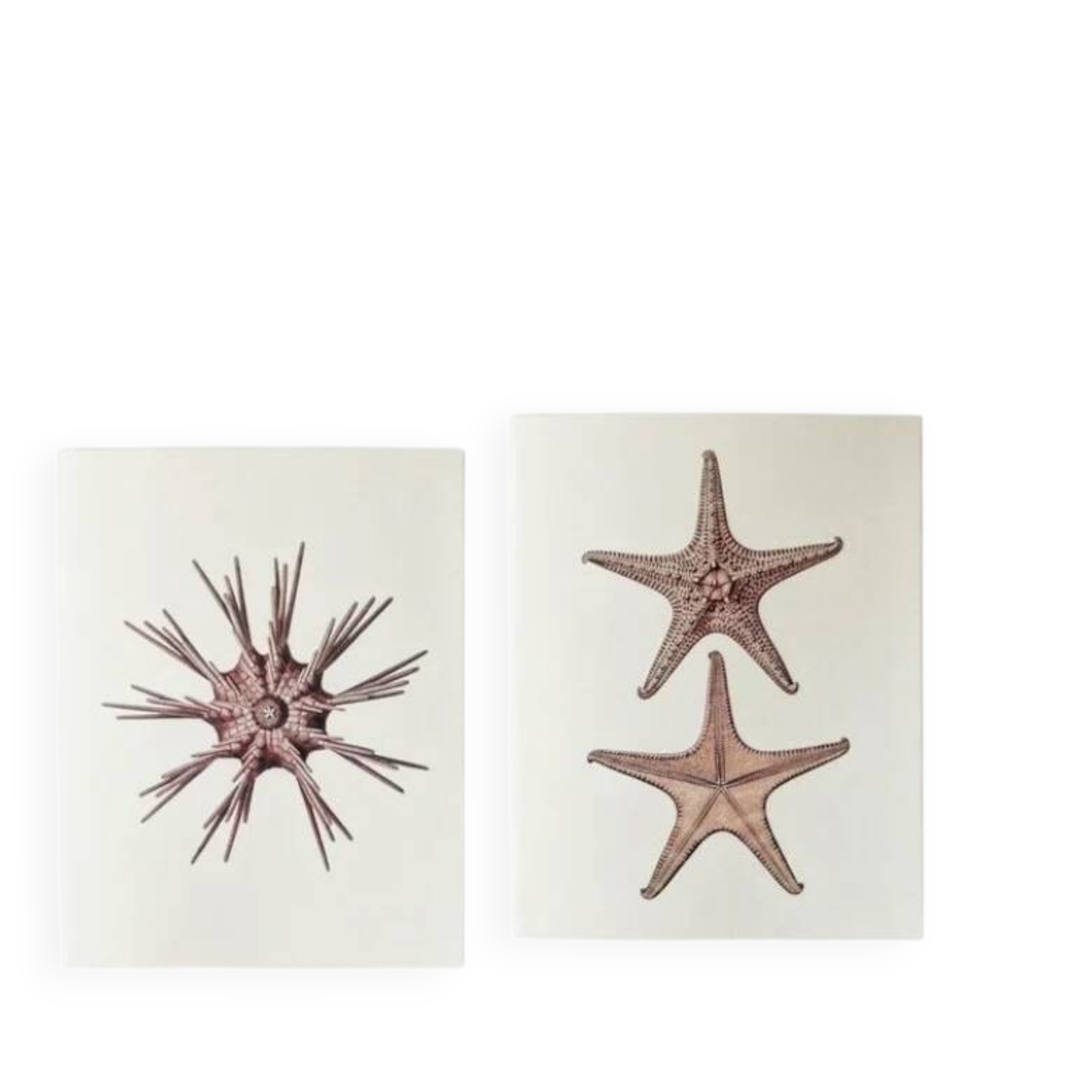 Bestiary plates from the Natural History Museum The starfish
