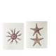 Bestiary plates from the Natural History Museum The starfish