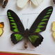 Framing Ten Butterflies- including rare Trogonoptera Brookiana