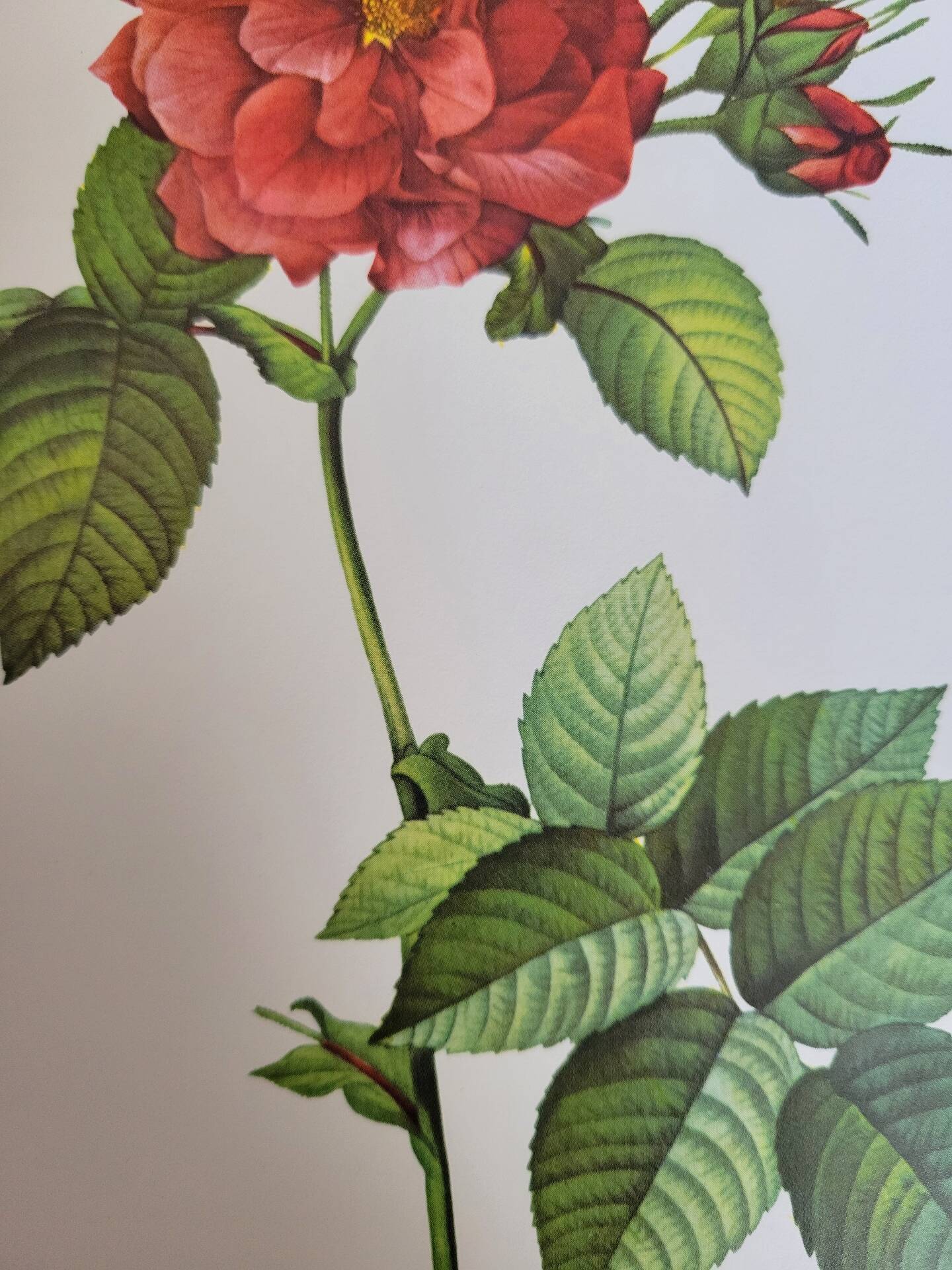 Botanical plate of Frankfurt Rose, P.J. Redouté 1960