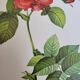 Botanical plate of Frankfurt Rose, P.J. Redouté 1960