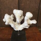 Coral on plinth