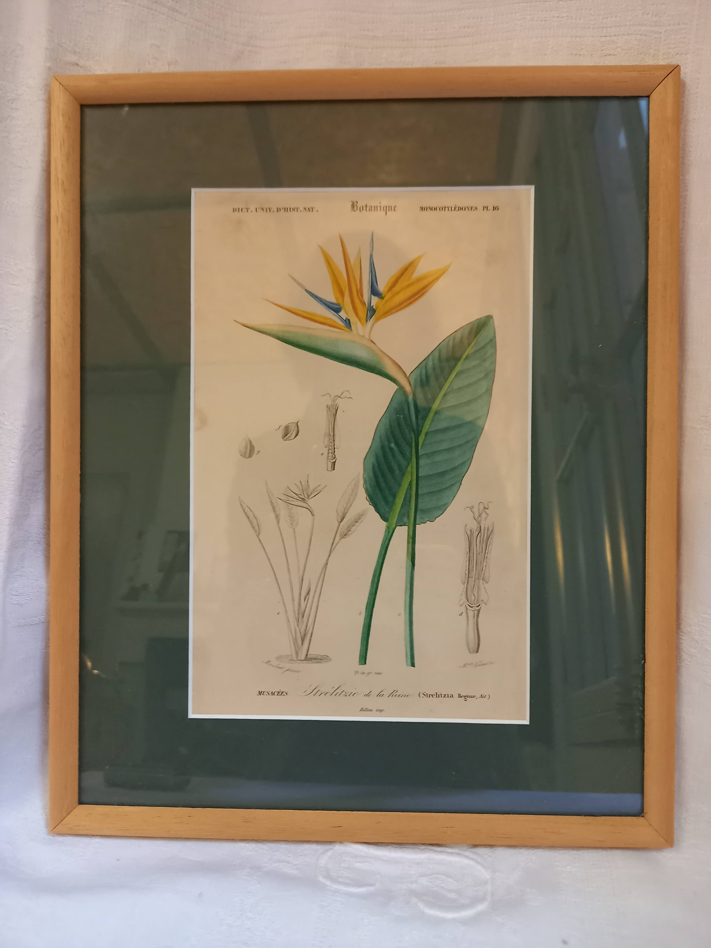 Old botanical plate, framed, representing a flower, queen's strétisia.
