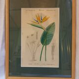 Old botanical plate, framed, representing a flower, queen's strétisia.