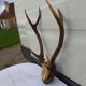 Deer massacre