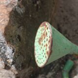 Zinc green watering can