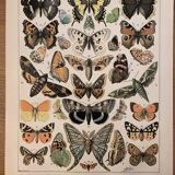 Lithograph engraving butterflies of Europe from 1897