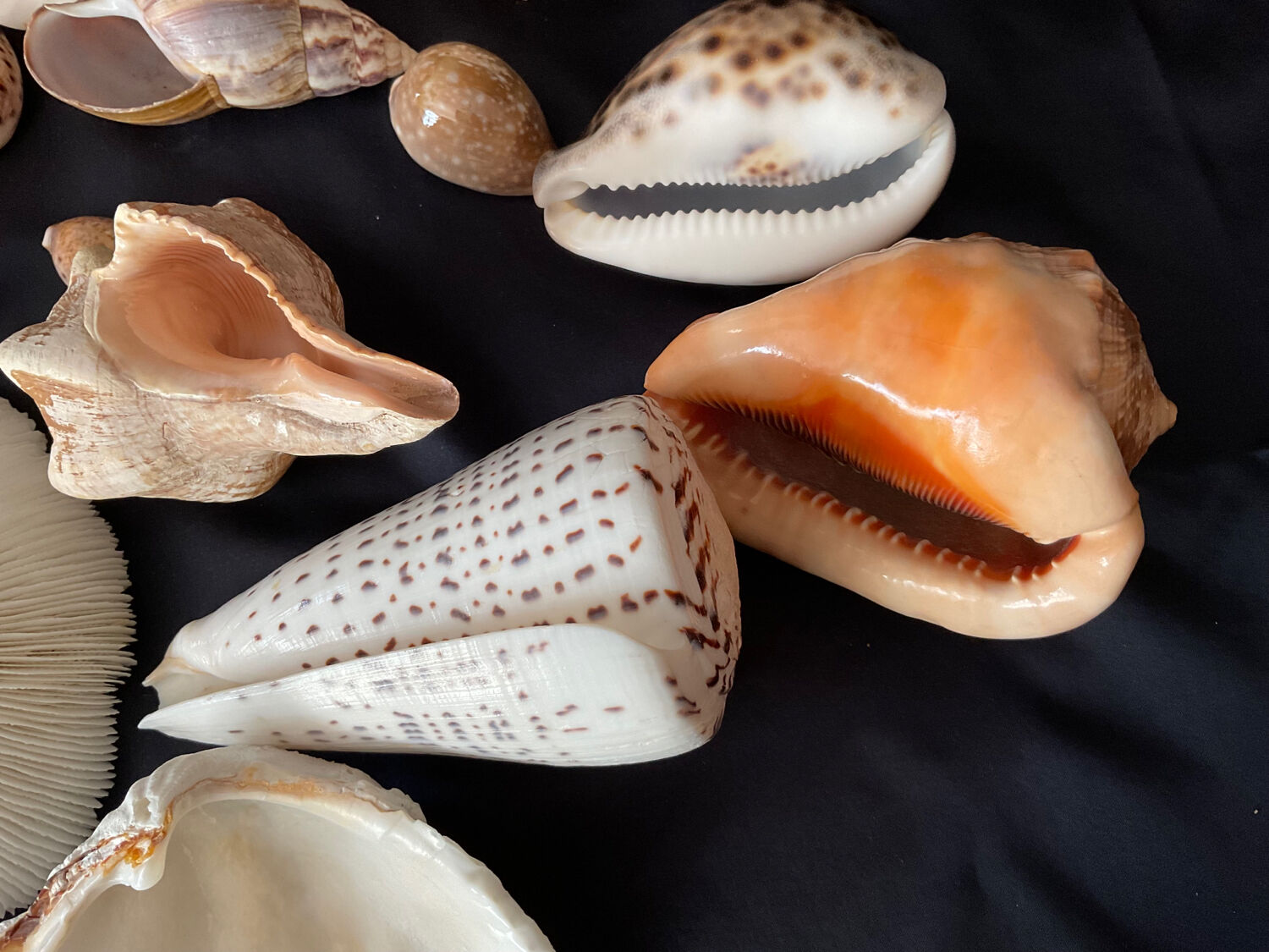 Shell Collection