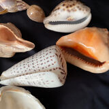 Collection coquillages