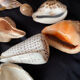 Shell Collection