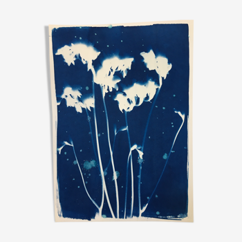 Cyanotype botanique