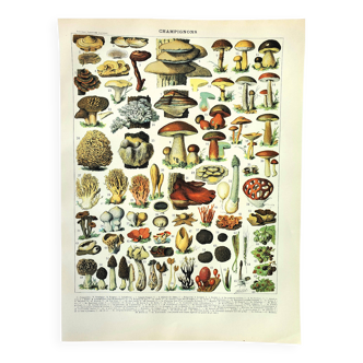 Gravure ancienne 1897 - Champignon 2 par Millot - lithographie couleur