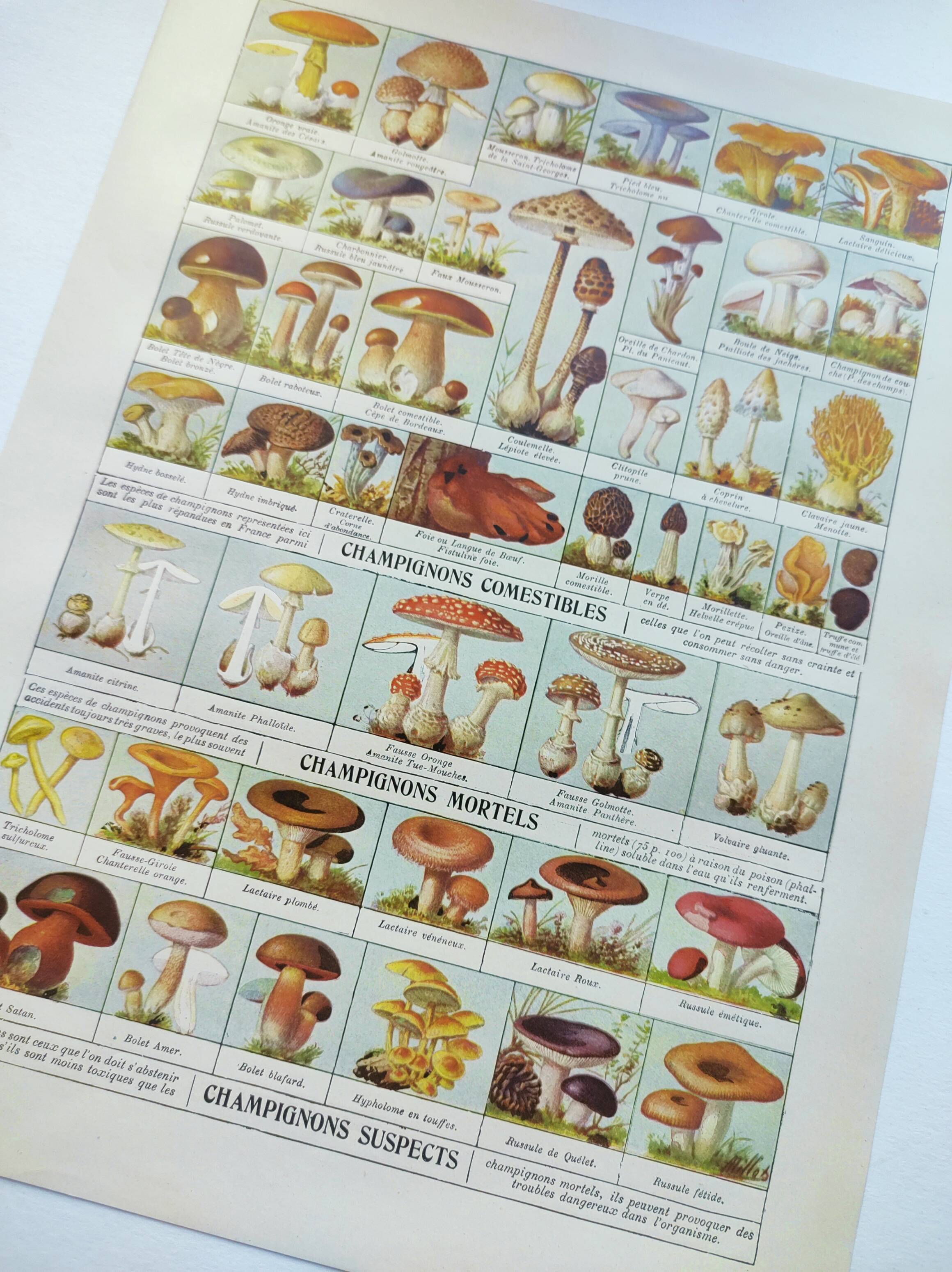 Old engraving from 1920 - Mushrooms - Original plate - mycology