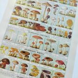 Old engraving from 1920 - Mushrooms - Original plate - mycology