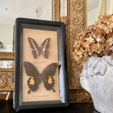 Frame of stuffed butterflies