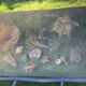 Vintage shell display