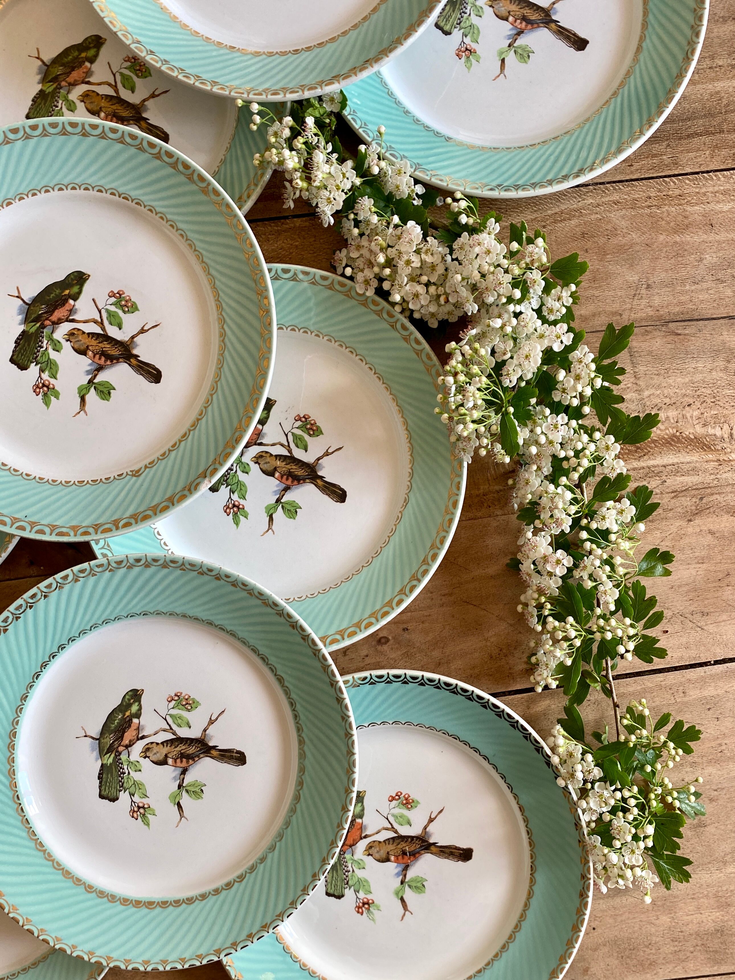 Set of 10 vintage flat plates with bird drawings