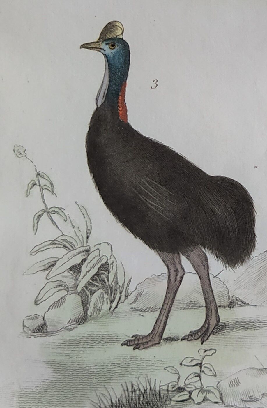 Planche Ornithologique originale " Autruche - Touyou - &c... " Buffon 1836