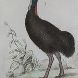Original Ornithological plate "Ostrich - Touyou - &c..." Buffon 1836