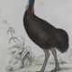 Planche Ornithologique originale " Autruche - Touyou - &c... " Buffon 1836
