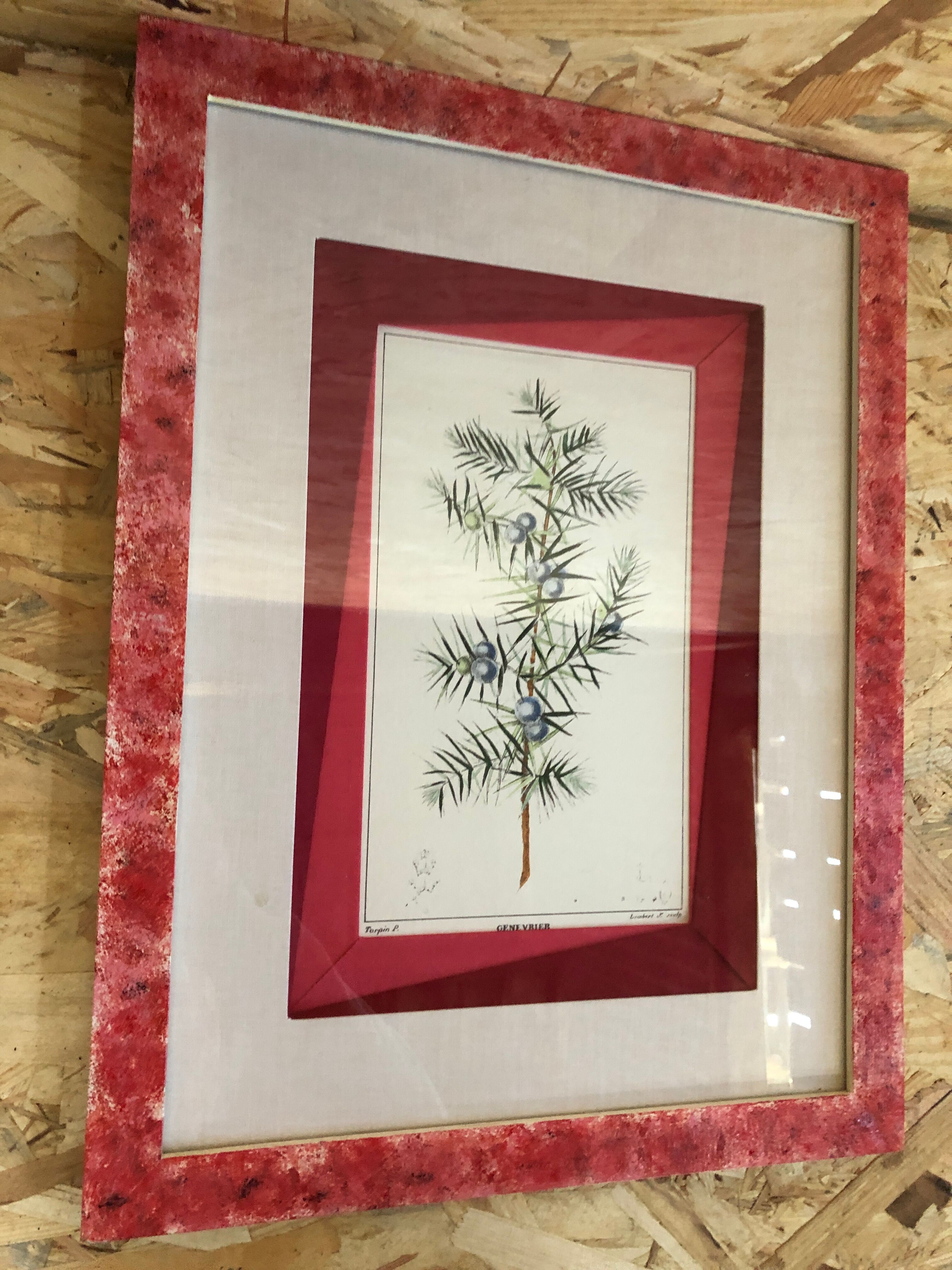 Old Botanical Board GENEVRIER + Fabric Bottom + Vintage RoseWood Frame