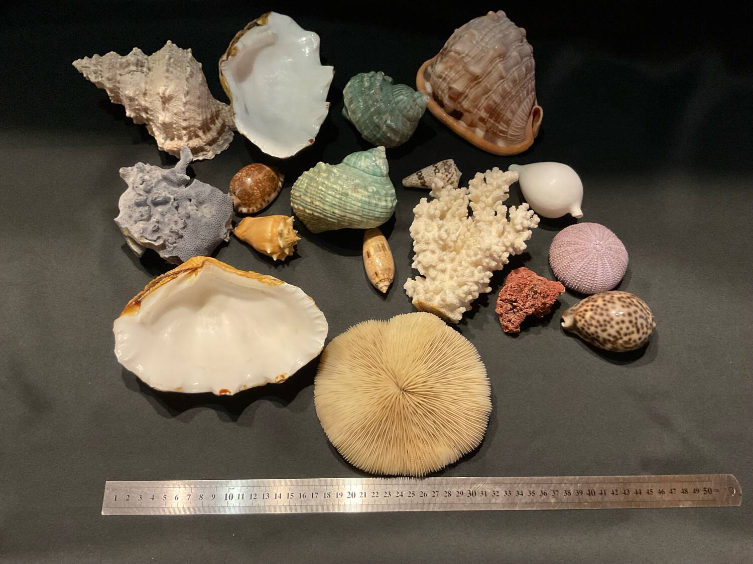 Shell collection