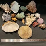 Shell collection