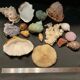 Shell collection