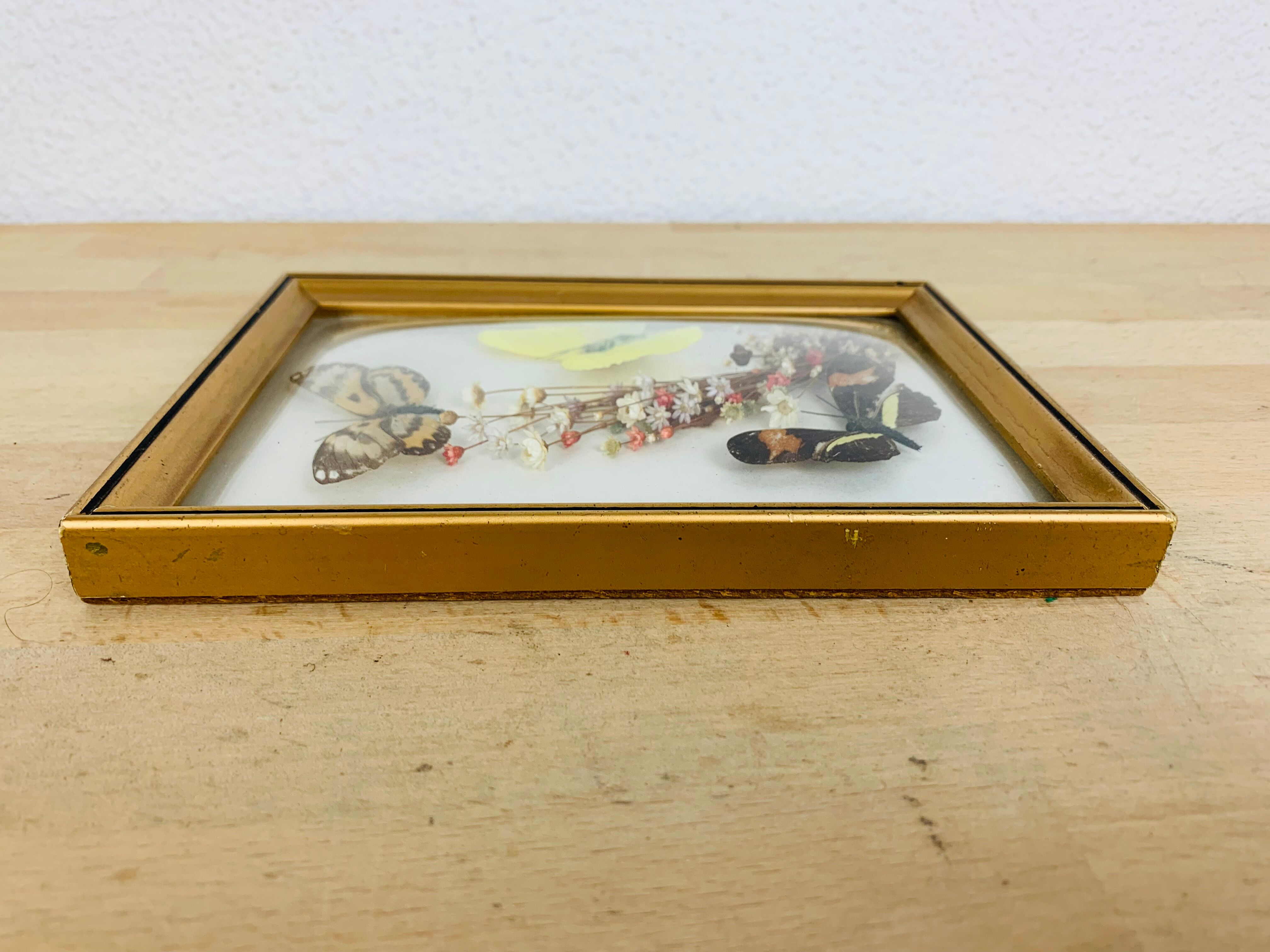 Vintage naturalized butterfly frame 19.5 x 14.5 cm