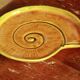 Old dish vallauris