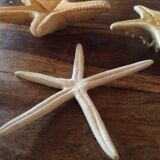 Lot of four authentic starfish