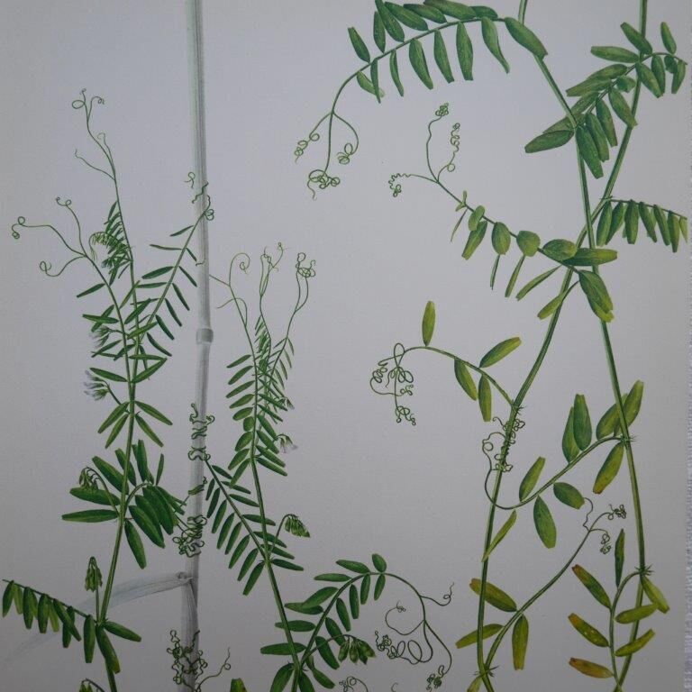 Set of 2 botanical boards Geigy