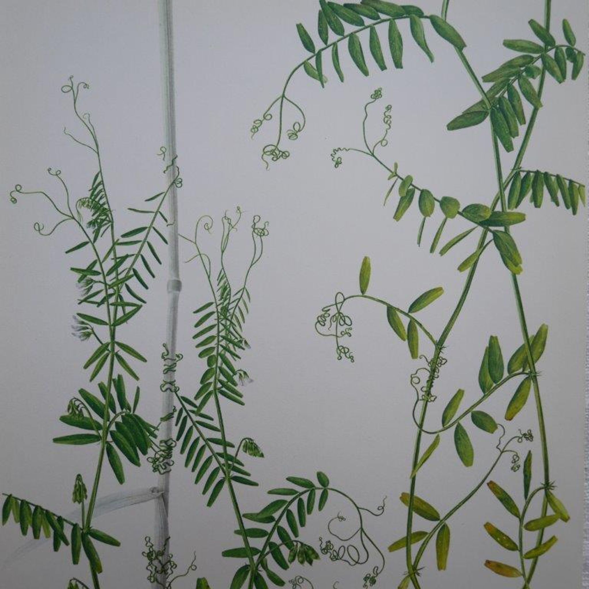 Set of 2 botanical boards Geigy