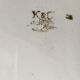 Set of 5 dessert plates slurry St Clement fruit decoration Early twentieth century