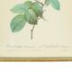 Vintage sixties roses framed botanical print cards p.j. redoute 42x32cm
