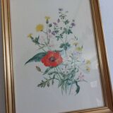 Botanical illustration of poppy