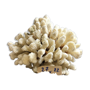 corail cluster