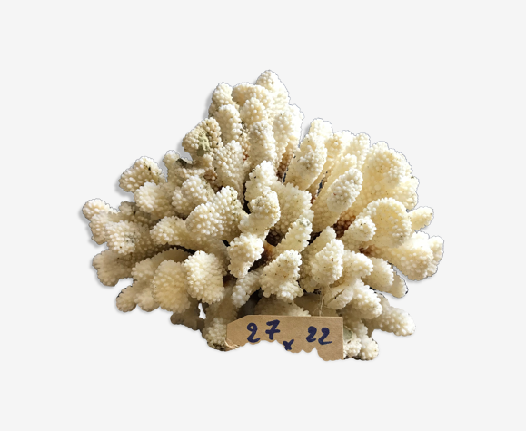 Coral cluster