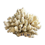 Coral cluster