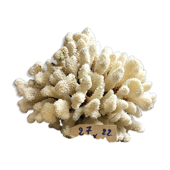 Corail cluster