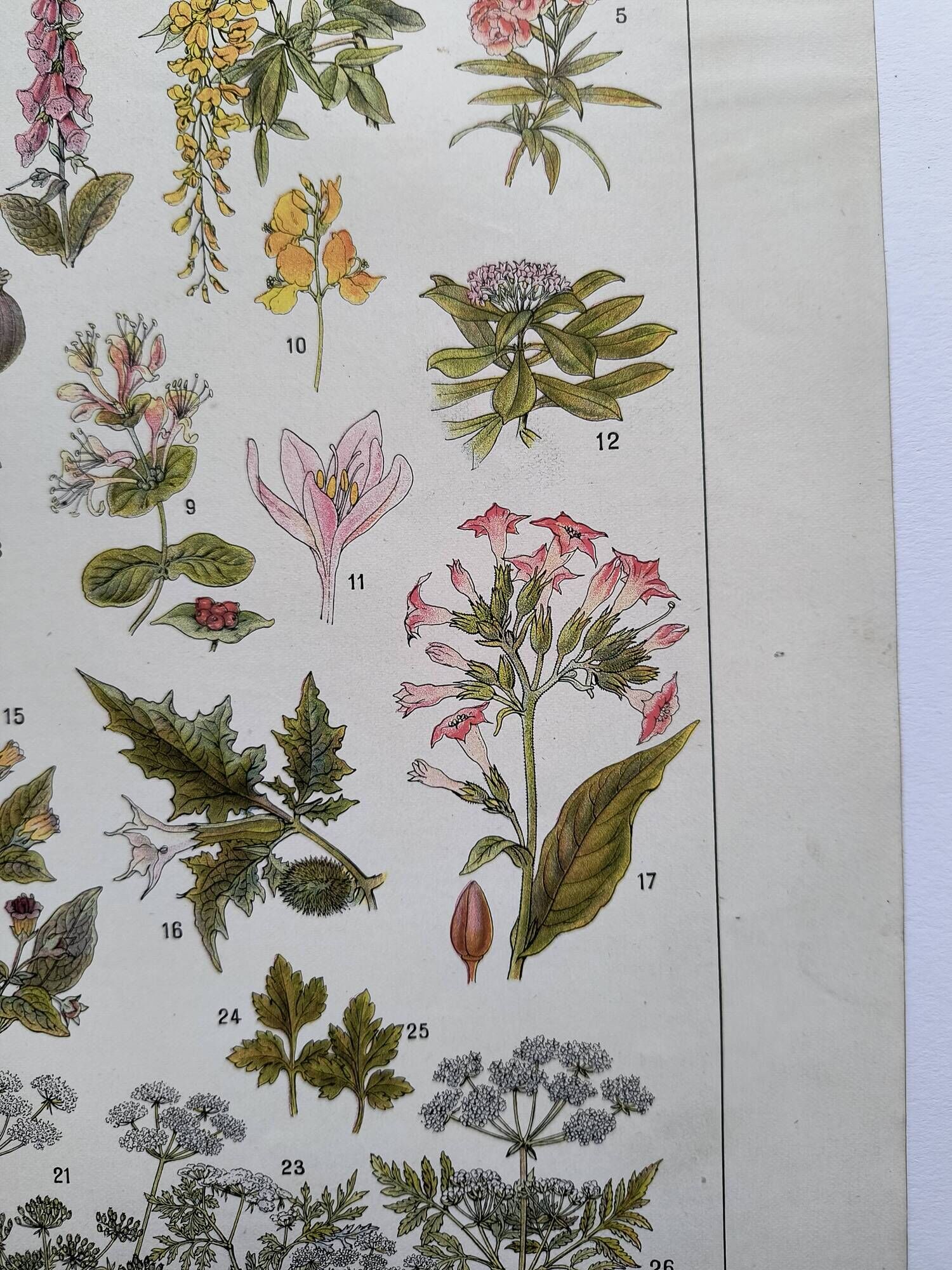 Botanical engraving 1922 - Poisonous plants - vintage floral print