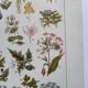 Botanical engraving 1922 - Poisonous plants - vintage floral print