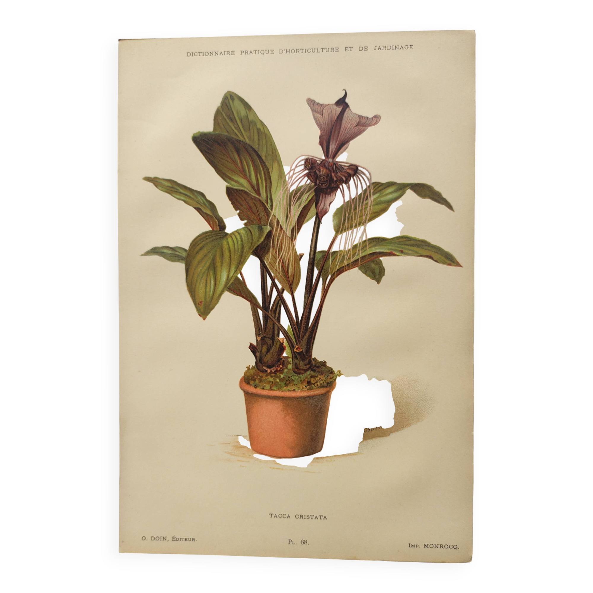 Botanical engraving from 1897 - Tacca Cristata - Original plate. Old nature lithograph