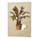 Botanical engraving from 1897 - Tacca Cristata - Original plate. Old nature lithograph