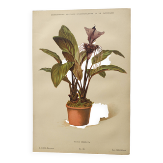 Botanical engraving from 1897 - Tacca Cristata - Original plate. Old nature lithograph