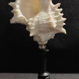 Cabinet of Curiosities, chicoreus ramosus shell on base